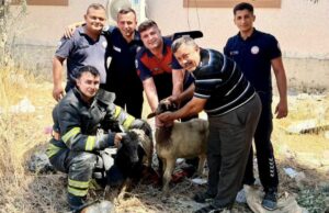 Kuyuya Düşen Koyunları İtfaiye Kurtardı