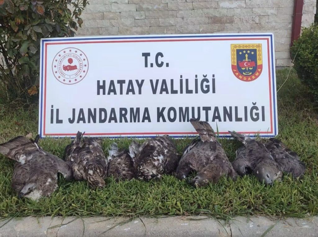 Jandarmadan Kaçak Avcıya Suçüstü: Koruma Altındaki Arı Şahinlerini Vuran Şahsa 1,3 Milyon TL Ceza!