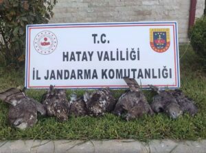 Jandarmadan Kaçak Avcıya Suçüstü: Koruma Altındaki Arı Şahinlerini Vuran Şahsa 1,3 Milyon TL Ceza!
