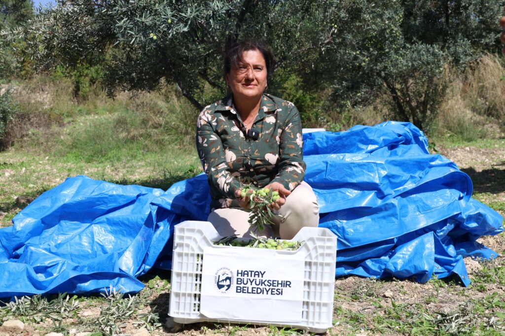 Hataylı Zeytin Üreticilerine Büyükşehir’den Modern Hasat Desteği